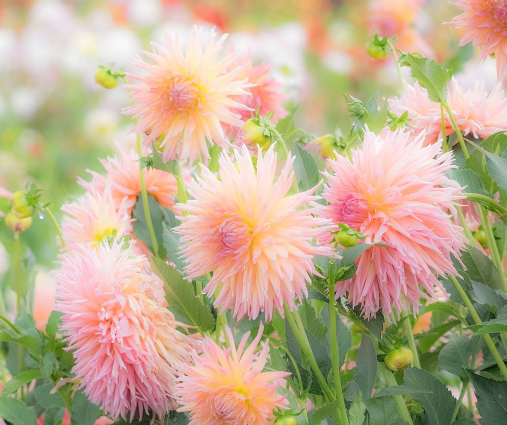 Oregon-Canby-Swam Island Dahlias-Dahlia flower garden in full color